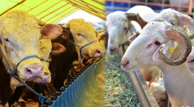 Kurbanlık pazarlıkları başladı!