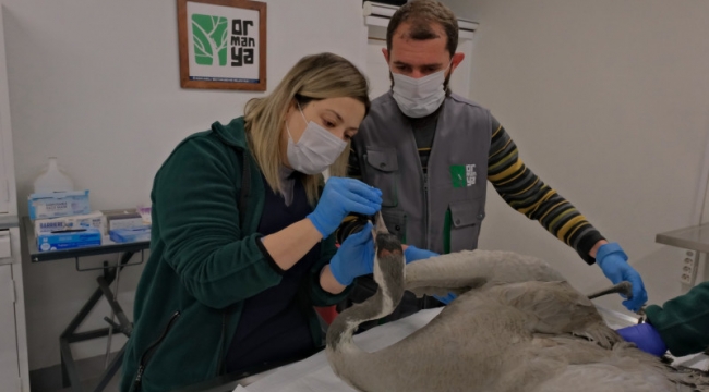 Yaralı Turna, Ormanya’da yaşama tutundu